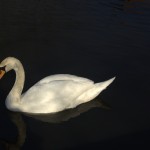 Canalconversion-80
