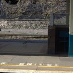 Seagull